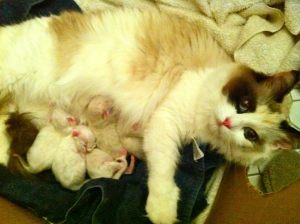 Victoria Ragdoll kittens two hours old