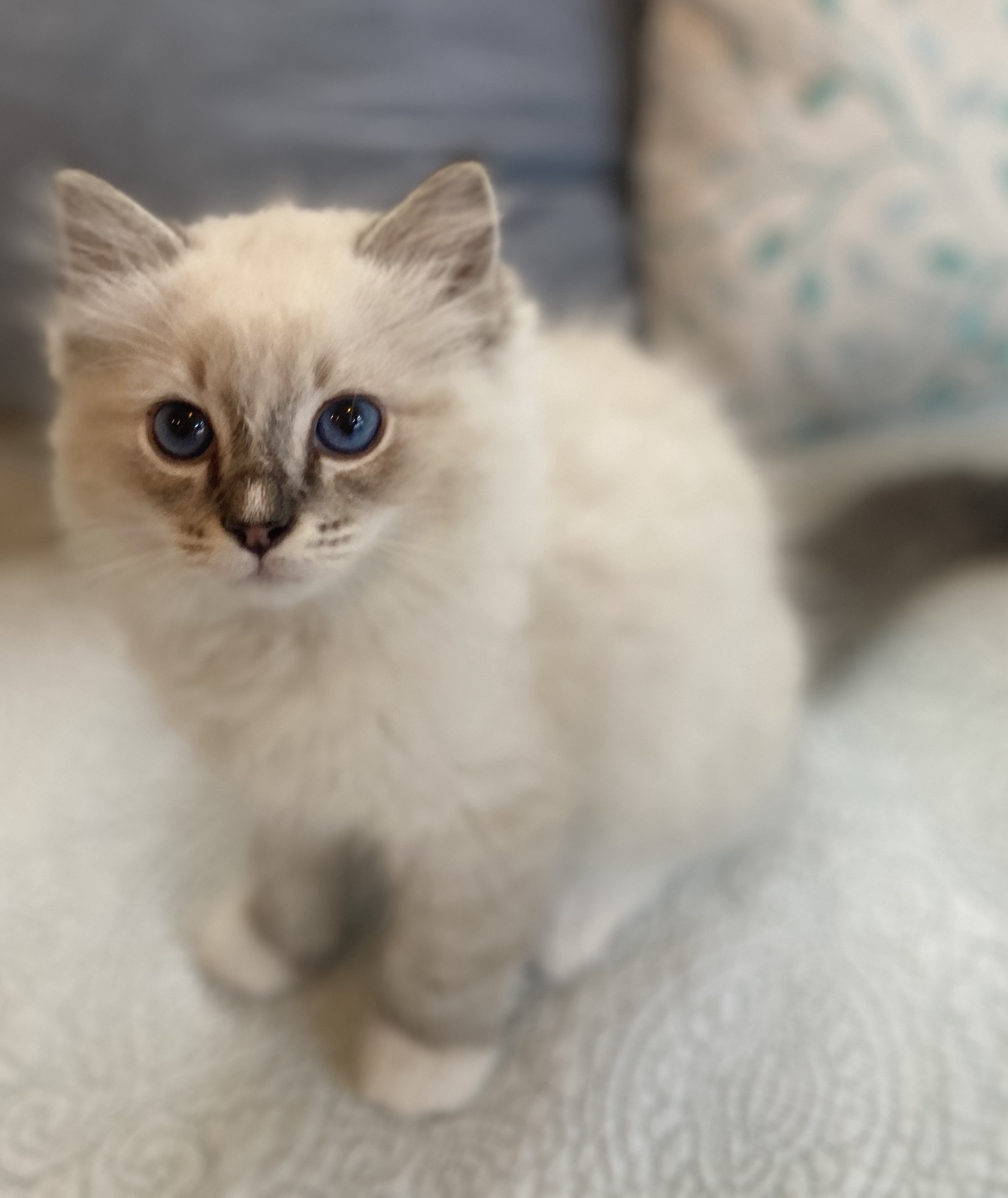 Victoria Ragdolls – Registered Ragdoll Cageless Micro-Cattery